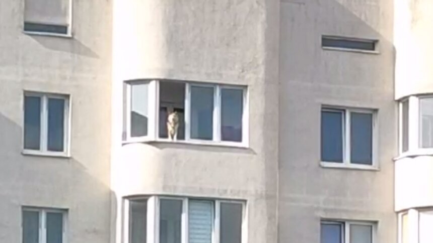 Калининградские волонтёры ищут дом собаке, которая две недели выла на балконе высотки - Новости Калининграда | Фото: очевидец