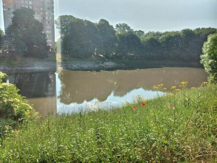 Без ручьёв, но с родниками: как выглядит Ялтинский пруд после очистки (фото) - Новости Калининграда