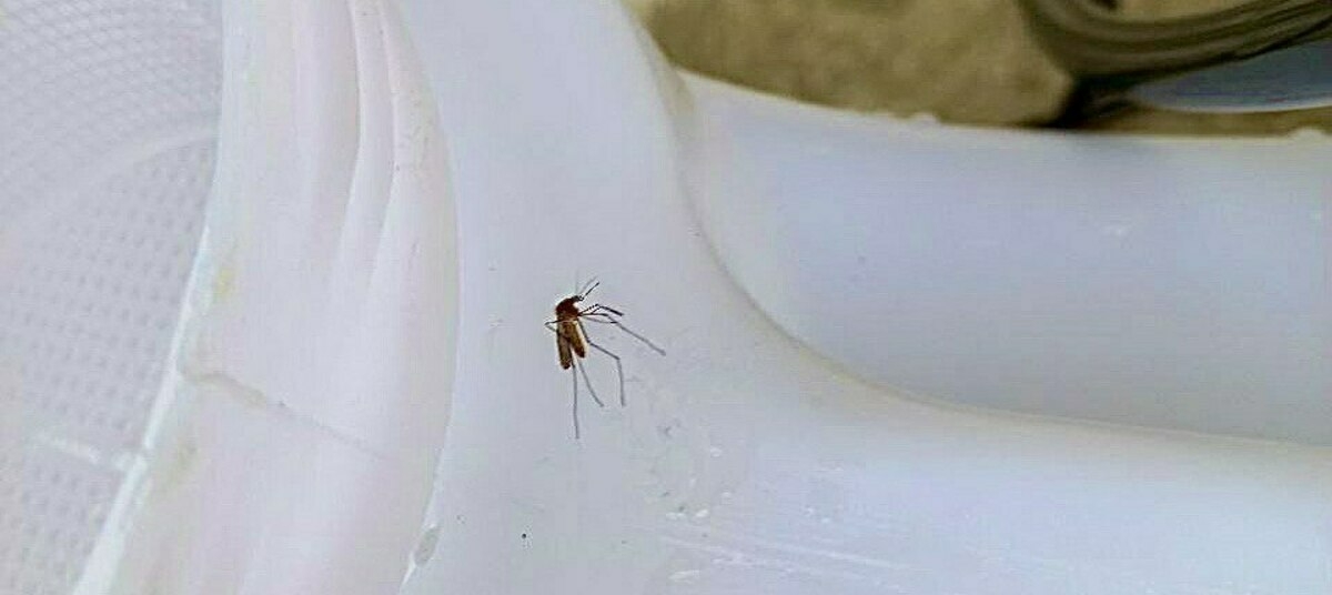 В каких регионах России встречаются комары, переносящие болезни — терапевт