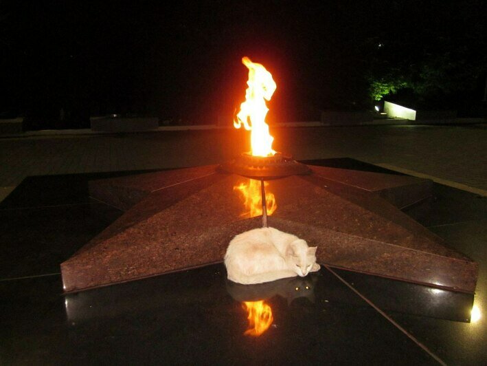 Вечный огонь. Вечный огонь Калининград. Фотография вечного огня. Вечный огонь на белом фоне. Огонь зеленоградск