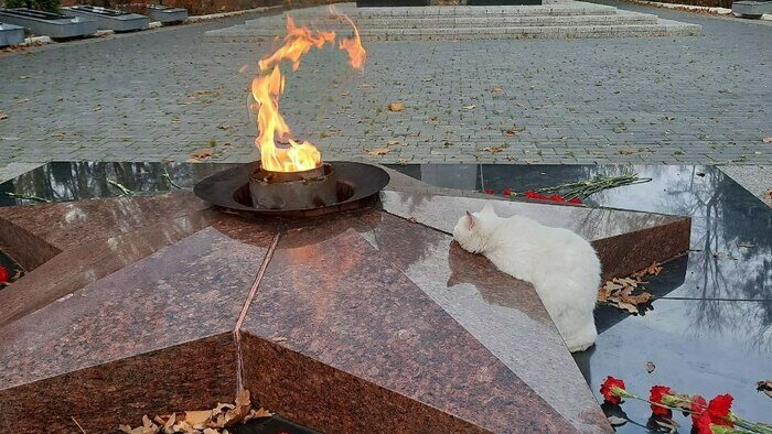 В Зеленоградске белый кот зимой и летом греется у Вечного огня и заворожённо смотрит на пламя (фото)   - Новости Калининграда | Фото: Светлана Тарасова