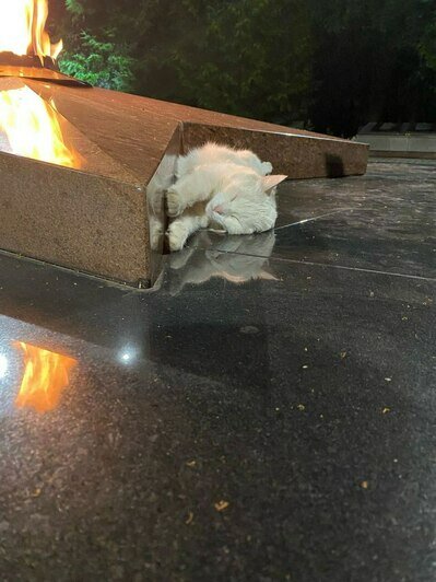 В Зеленоградске белый кот зимой и летом греется у Вечного огня и заворожённо смотрит на пламя (фото)   - Новости Калининграда | Фото: Виктория