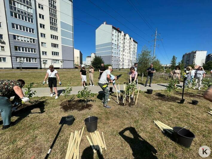 В Калининграде благодаря выпускникам-медалистам появился ещё один сиреневый сквер (фото) - Новости Калининграда | Фото: «Клопс»