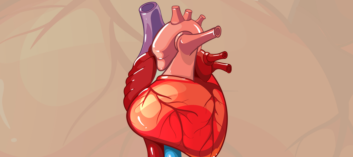 Чтобы не заработать инфаркт: какие обследования сердца нужно проходить ежегодно