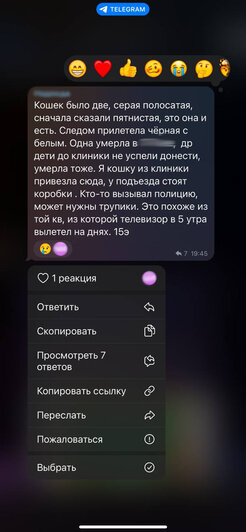 «Мы уверены, что их выбросили»: из калининградской квартиры на 15-м этаже с разницей в полчаса выпали два кота (фото) - Новости Калининграда | Скриншоты из общедомового чата