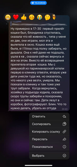 «Мы уверены, что их выбросили»: из калининградской квартиры на 15-м этаже с разницей в полчаса выпали два кота (фото) - Новости Калининграда | Скриншоты из общедомового чата