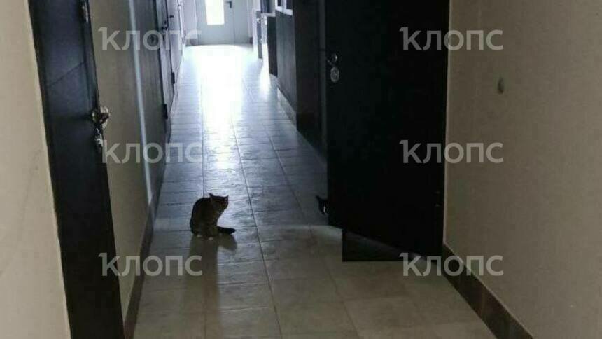 За несколько дней до ЧП, дверь в квартиру была открыта, коты ходили в подъезде | Фото предоставила Екатерина
