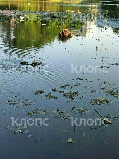 «Животные гибнут»: Верхнее озеро опять заросло грязью (фото)  - Новости Калининграда | Фото предоставила Елизавета
