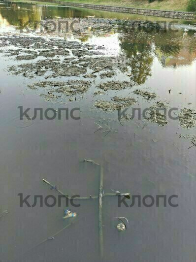«Животные гибнут»: Верхнее озеро опять заросло грязью (фото)  - Новости Калининграда | Фото предоставила Елизавета