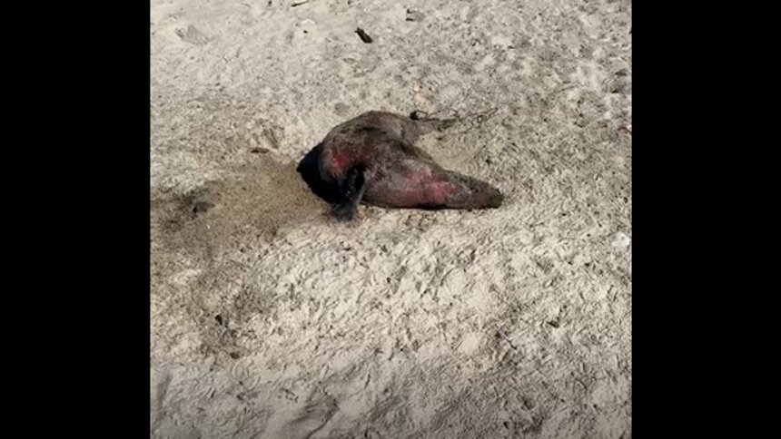 Мертвый тюлень на побережье Куршской косы | Скриншот видео очевидца