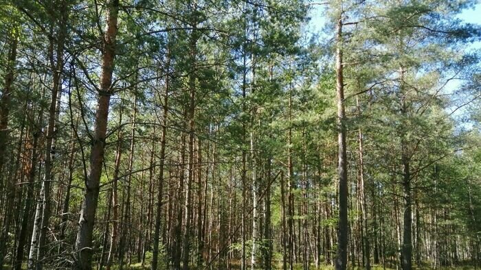 Оказавшийся пустым лес в Нестеровском районе  | Фото: Лилия Щеблыкина