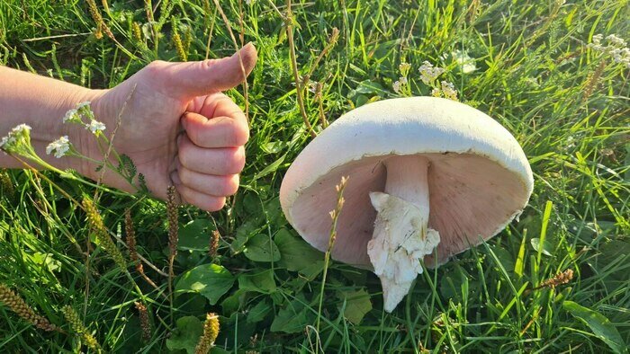 Шампионьон размером с несколько кулаков удалось найти под Гурьевском | Фото: Николай Смирнов