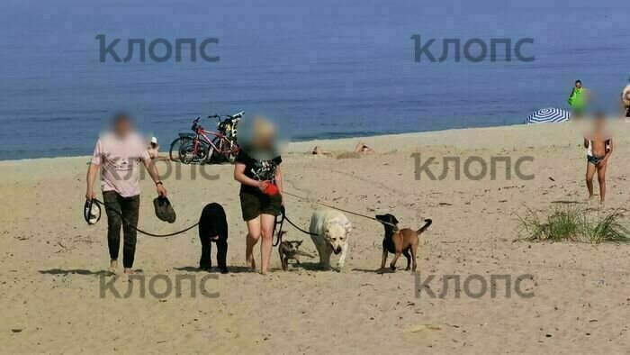 Пара со своими питомцами на пляже в Янтарном  | Фото: очевидец