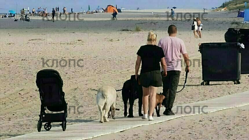 «Намордник себе наденьте!»: пара с пятью собаками устроила скандал на пляже в Янтарном в ответ на замечания - Новости Калининграда | Фото: очевидец 