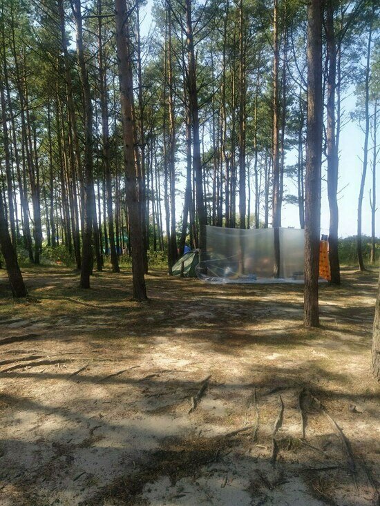 «Хватит убивать лес!»: в Сокольниках туристы продолжают вить гнёзда из плёнки между соснами и мусорить (фото) - Новости Калининграда | Фото очевидца