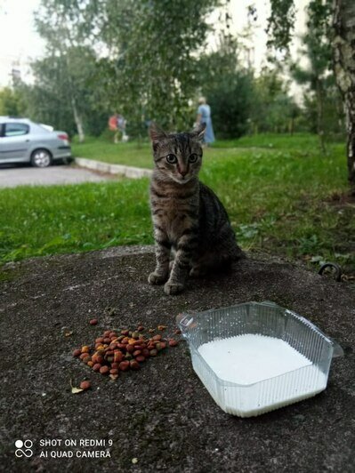 Кошки с улицы Челнокова, которых подкармливает Ольга | Фото: очевидец 