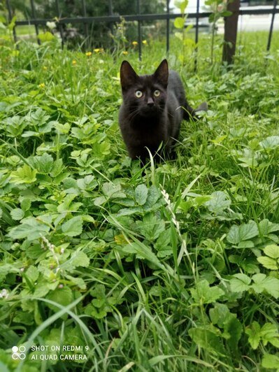 Кошки с улицы Челнокова, которых подкармливает Ольга | Фото: очевидец 