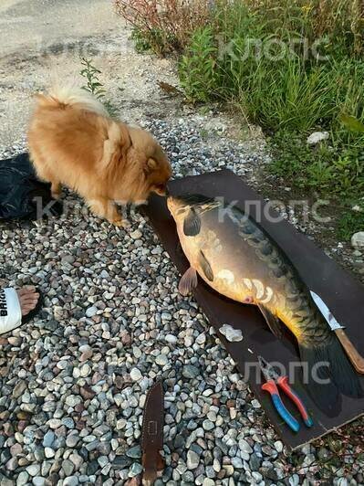 Калининградец поймал зеркального карпа-гиганта (фото)   - Новости Калининграда | Фото предоставлено женой рыбака