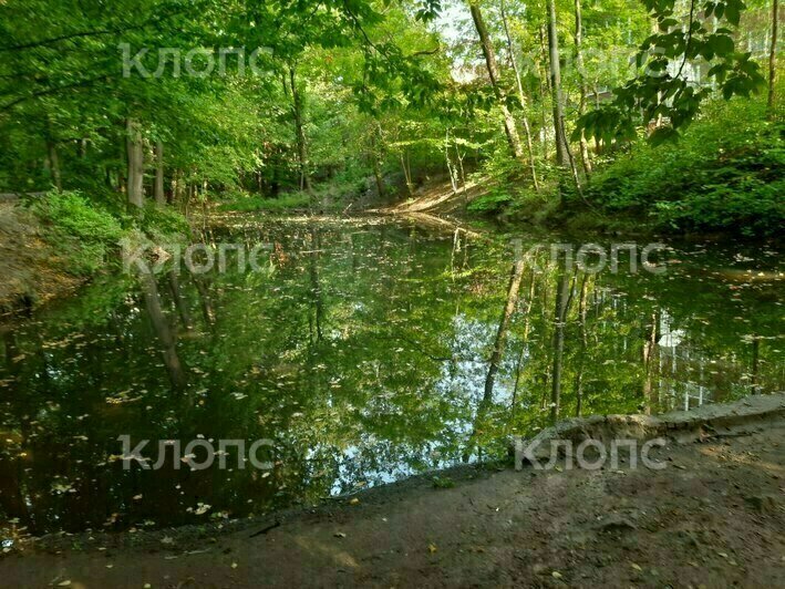 Пруд возле дома на МалоЯрославской, 3  | Фото: очевидец