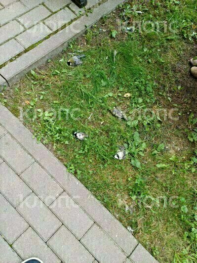 Мёртвые синички у дома на улице Мосина в Зеленоградске  | Фото: очевидец 