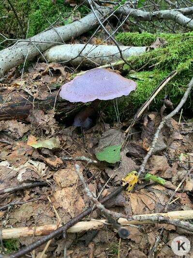 Краснокнижный гриб, который нашла калининградка  | Фото: очевидец 
