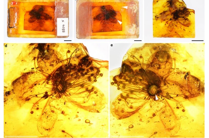 В Калининградской области обнаружили внутри янтаря цветок возрастом 38 млн лет - Новости Калининграда | Фото: Scientific Reports