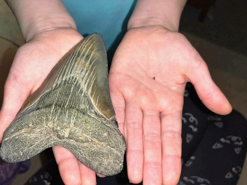 В США девятилетняя девочка нашла гигантский зуб акулы-мегалодона, жившей более 2,6 млн лет назад  - Новости Калининграда | Фото: Calvert Marine Museum