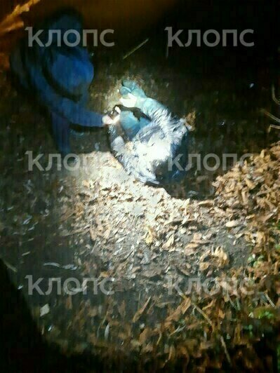 В пруду Южного парка обнаружили тело мужчины (фото)  - Новости Калининграда | Фото: Очевидцы