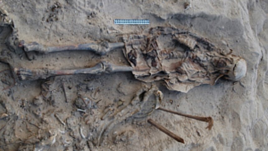 Археологи нашли в Египте могилу 8-летнего ребёнка, погребённого вместе со 142 собаками - Новости Калининграда | Фото:  Центр египтологических исследований Российской академии наук
