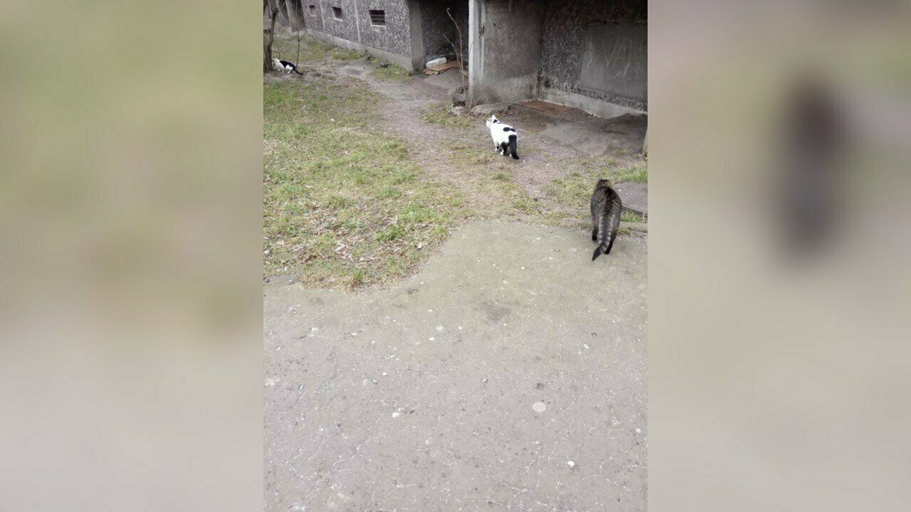 В Калининграде жильцы многоэтажки замуровали бездомных котов в подвале -  Новости Калининграда