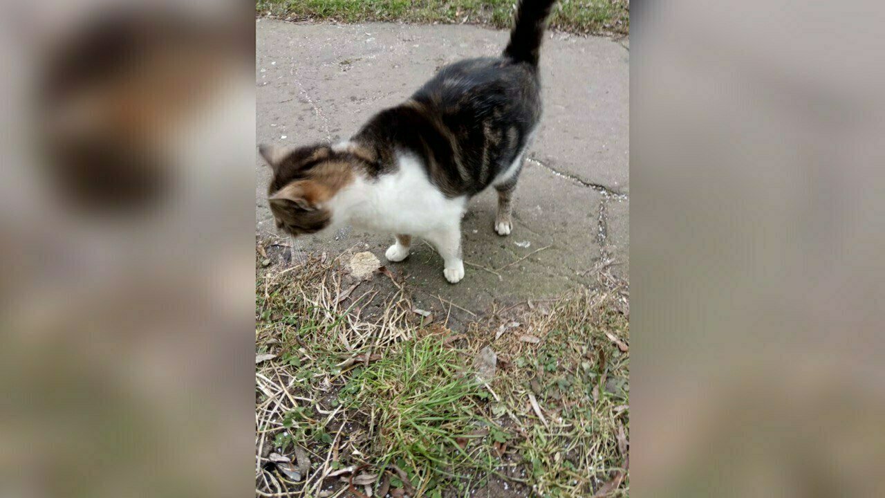 В Калининграде жильцы многоэтажки замуровали бездомных котов в подвале -  Новости Калининграда