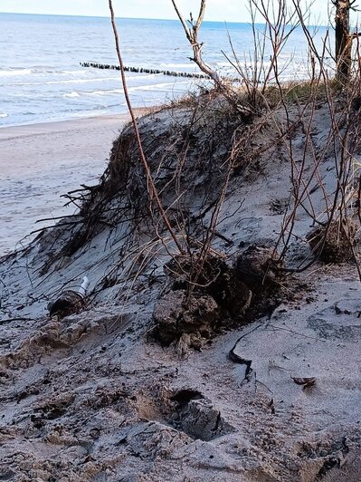 В Зеленоградске вандалы вырвали более 100 растений, укрепляющих дюну (фото) - Новости Калининграда | Фото: газета «Волна»
