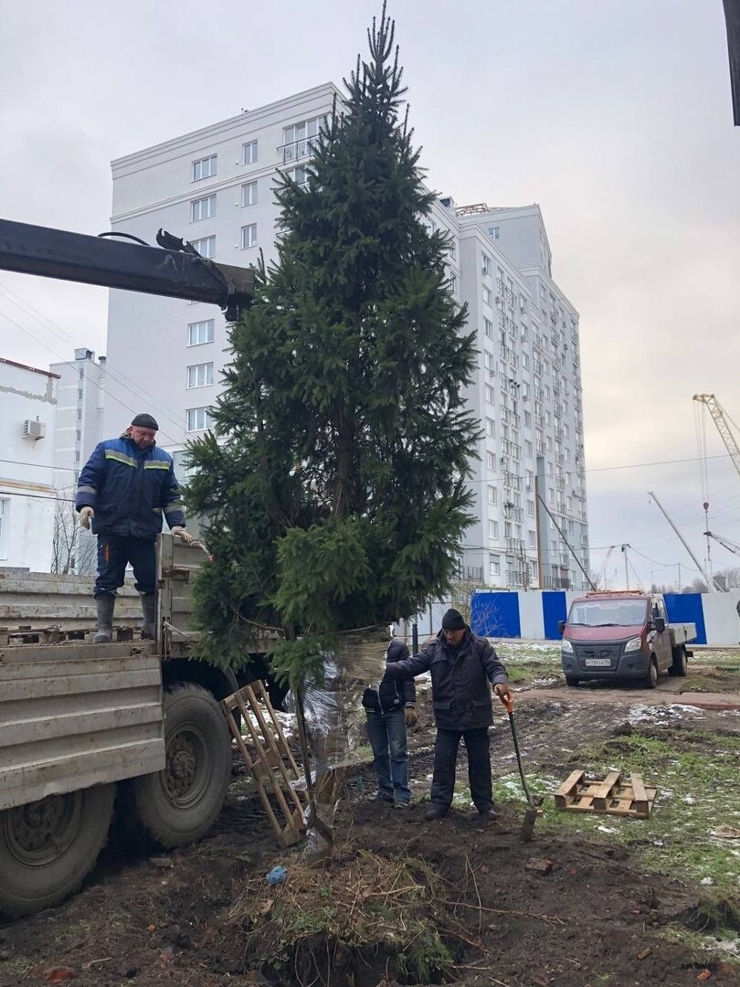 Снести дом, пересадить дерево: что должны сделать власти, чтобы построить  мост через Преголю (фото) - Новости Калининграда