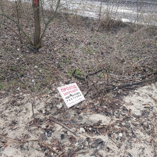 В Зеленоградске вандалы вырвали более 100 растений, укрепляющих дюну (фото) - Новости Калининграда | Фото: газета «Волна»