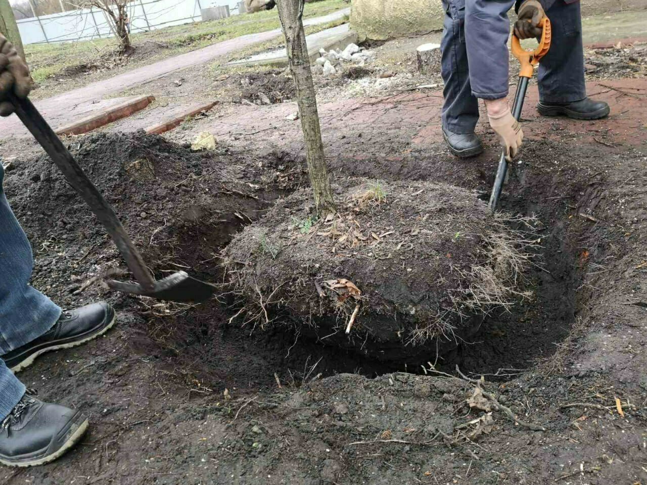 С площадки у дома на Галицкого, который снесут ради строительства моста,  выкопали ещё два дерева (фото) - Новости Калининграда