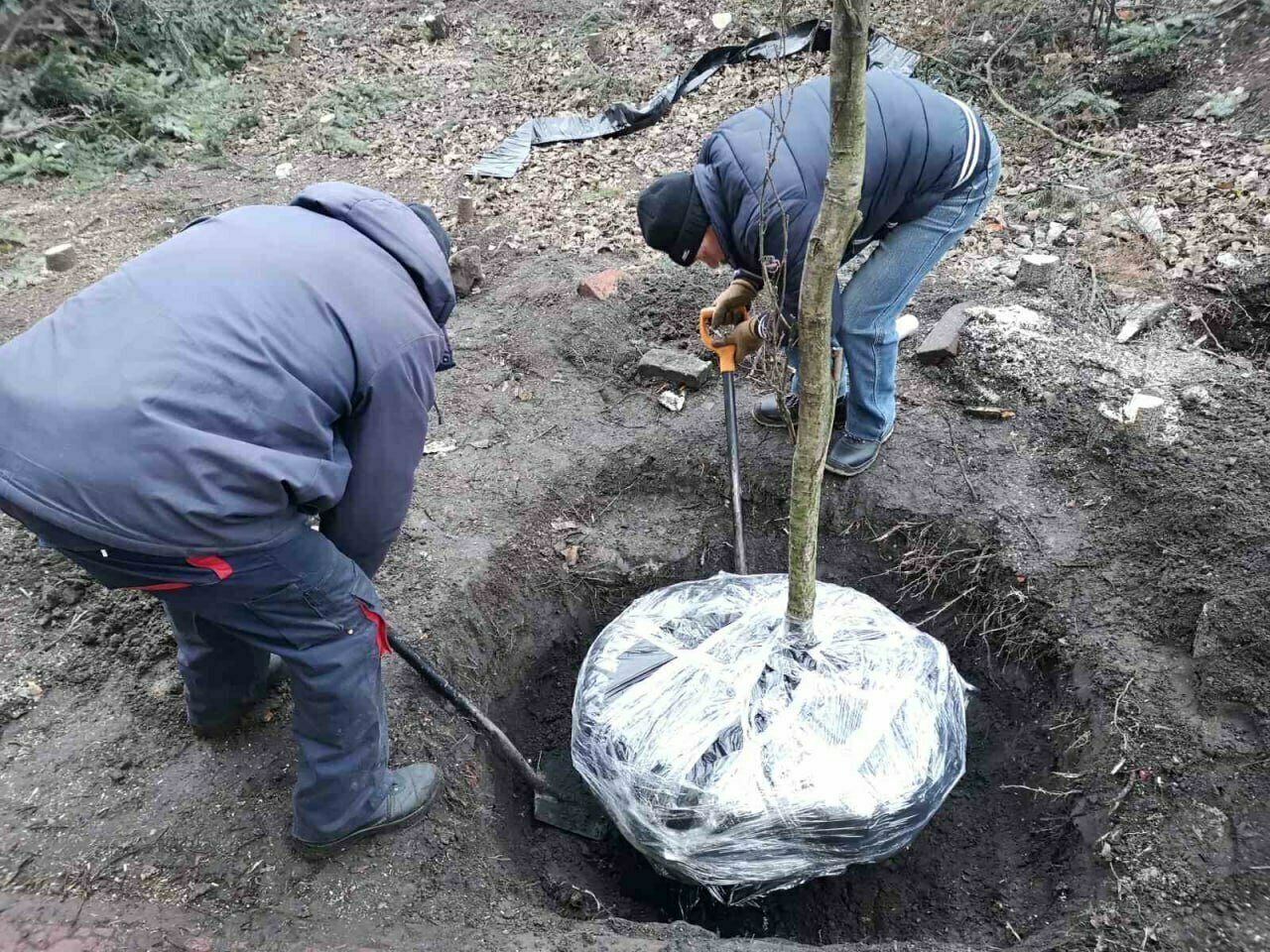 С площадки у дома на Галицкого, который снесут ради строительства моста,  выкопали ещё два дерева (фото) - Новости Калининграда