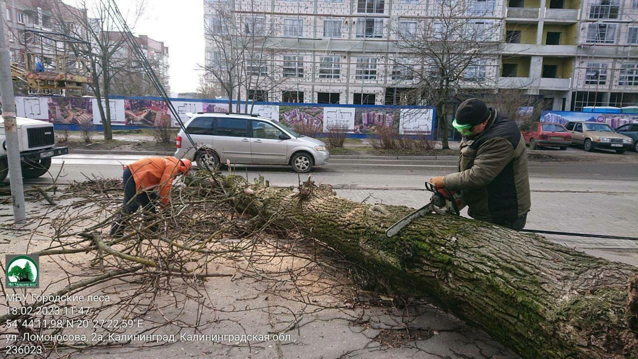 Дятлова рассказала, какой ущерб Калининграду нанёс жёсткий шторм «Ульф» -  Новости Калининграда