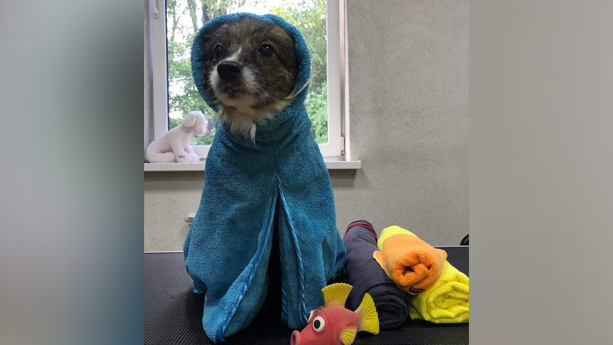 Неприятный запах и проплешины: грумер назвал 8 признаков того, что ...