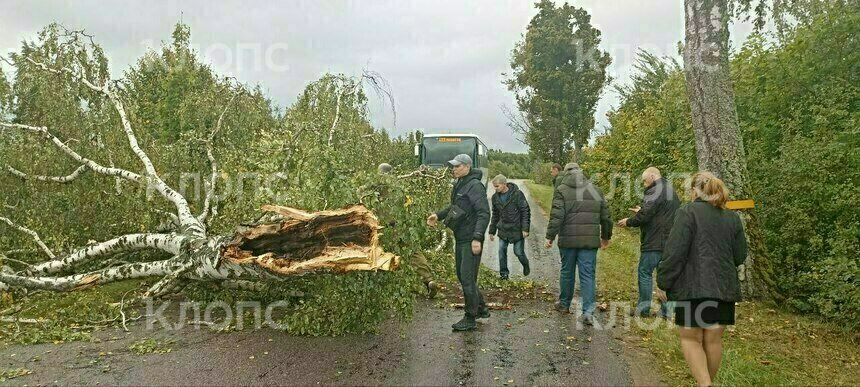 В Багратионовском районе пассажиры рейсового автобуса и автомобилисты убирали упавшее на дорогу дерево (фото)   - Новости Калининграда