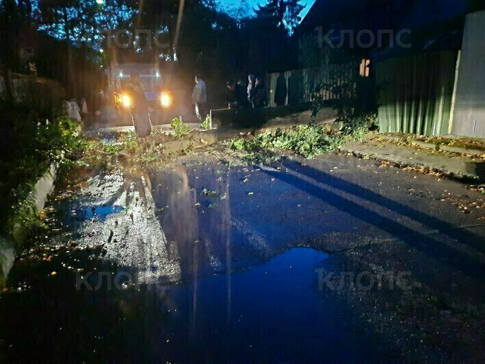 «Оли» рвёт и мечет: в Калининградской области повалило десятки деревьев (фото) - Новости Калининграда | Фото очевидцев