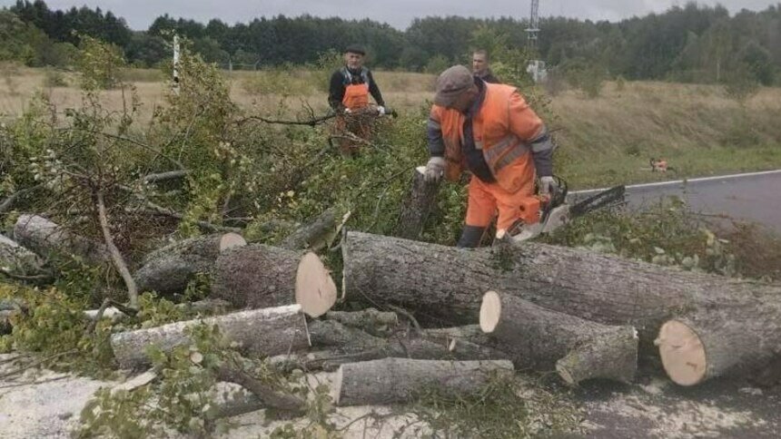 За два дня циклон «Патрик» повалил на дорогах Калининградской области почти сотню деревьев  - Новости Калининграда | Фото: Мининфраструктуры Калининградской области
