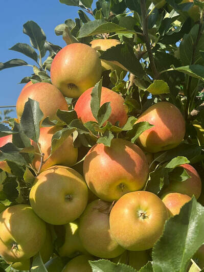 Свежие сочные яблоки зимой: в Калинково открылись сады для самосбора сортовых яблок - Новости Калининграда