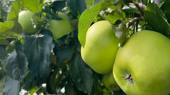 Как вырастить в саду крупные и вкусные яблоки