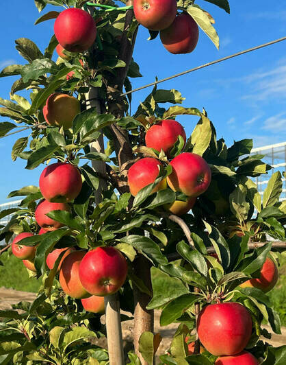 Свежие сочные яблоки зимой: в Калинково открылись сады для самосбора сортовых яблок - Новости Калининграда
