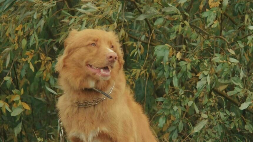 «Правильно выбрать породу»: кинолог дал советы тем, кто планирует завести собаку - Новости Калининграда | Фото: «Клопс»