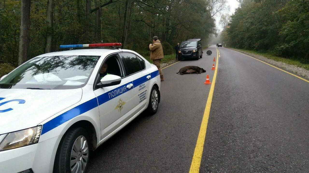 Вроде не пятница 13-е»: на Куршской косе чёрный микроавтобус насмерть сбил  кабана (фото) - Новости Калининграда