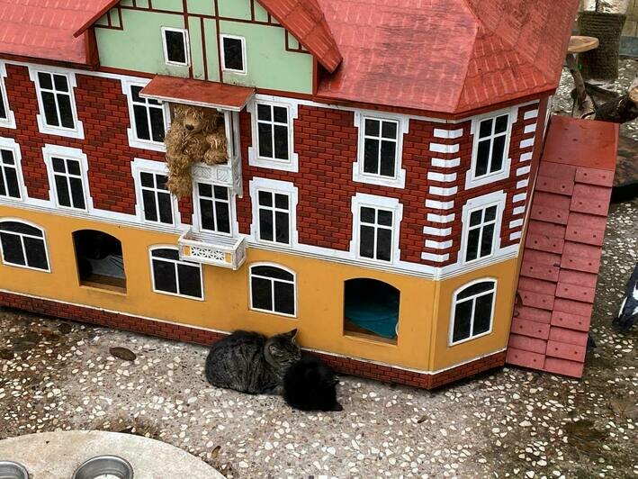 Зеленоградские кошки,  которых спасает Татьяна Калинка | Фото: Курбатова Софья / «Клопс»