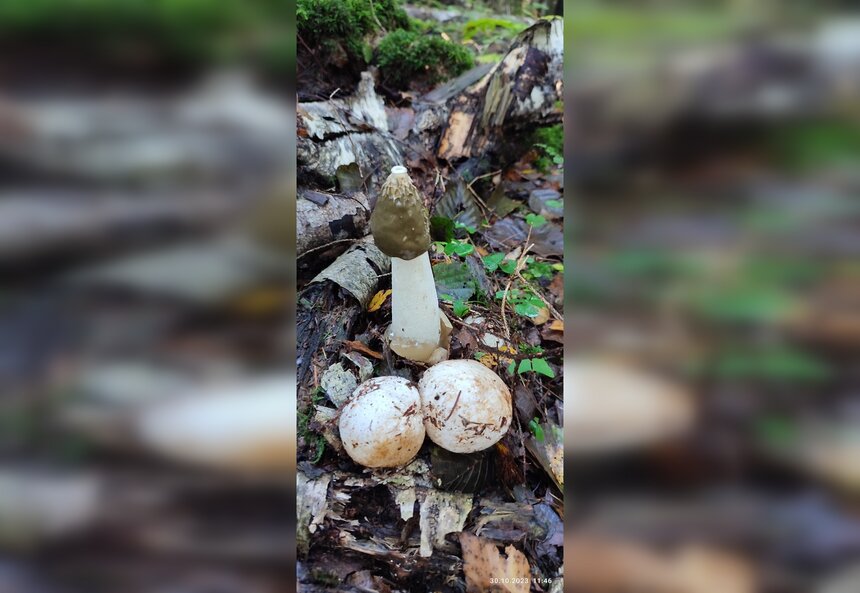 В лесу под Светлым нашли «инкубатор», из которого появляются самые бесстыжие грибы в форме пениса - Новости Калининграда | Фото: сообщество «Грибы и грибники Калининградской области»