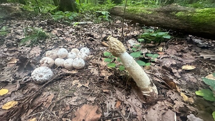 Калининградка обнаружила бесстыдно торчащий гриб-пенис в лесу под Светлым - Новости Калининграда | Фото: сообщество «Грибы и грибники Калининградской области»