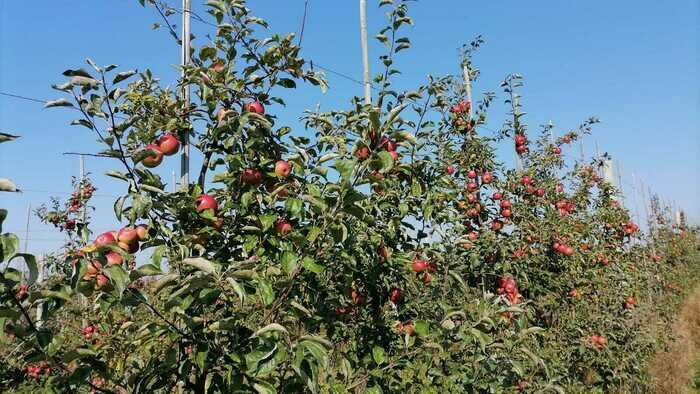 Экологически чистые яблоки: «Биотор» — урожай без химии - Новости Калининграда